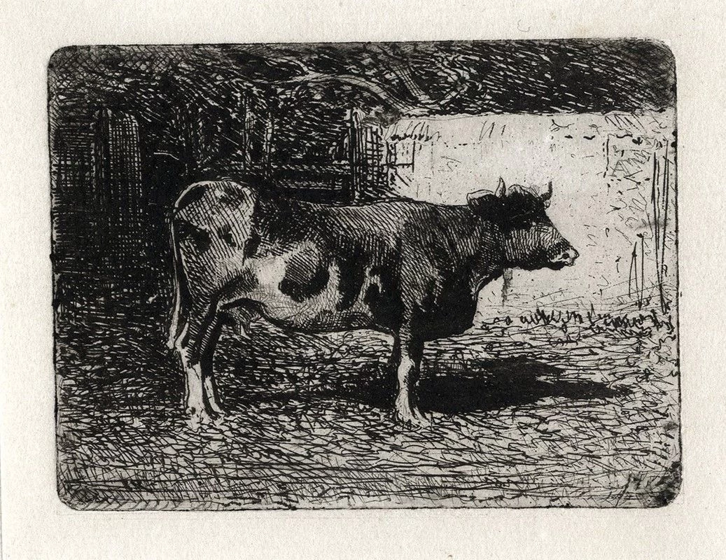 Mucca in piedi